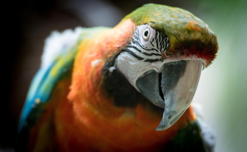 10 Tips for Relationships with Parrots